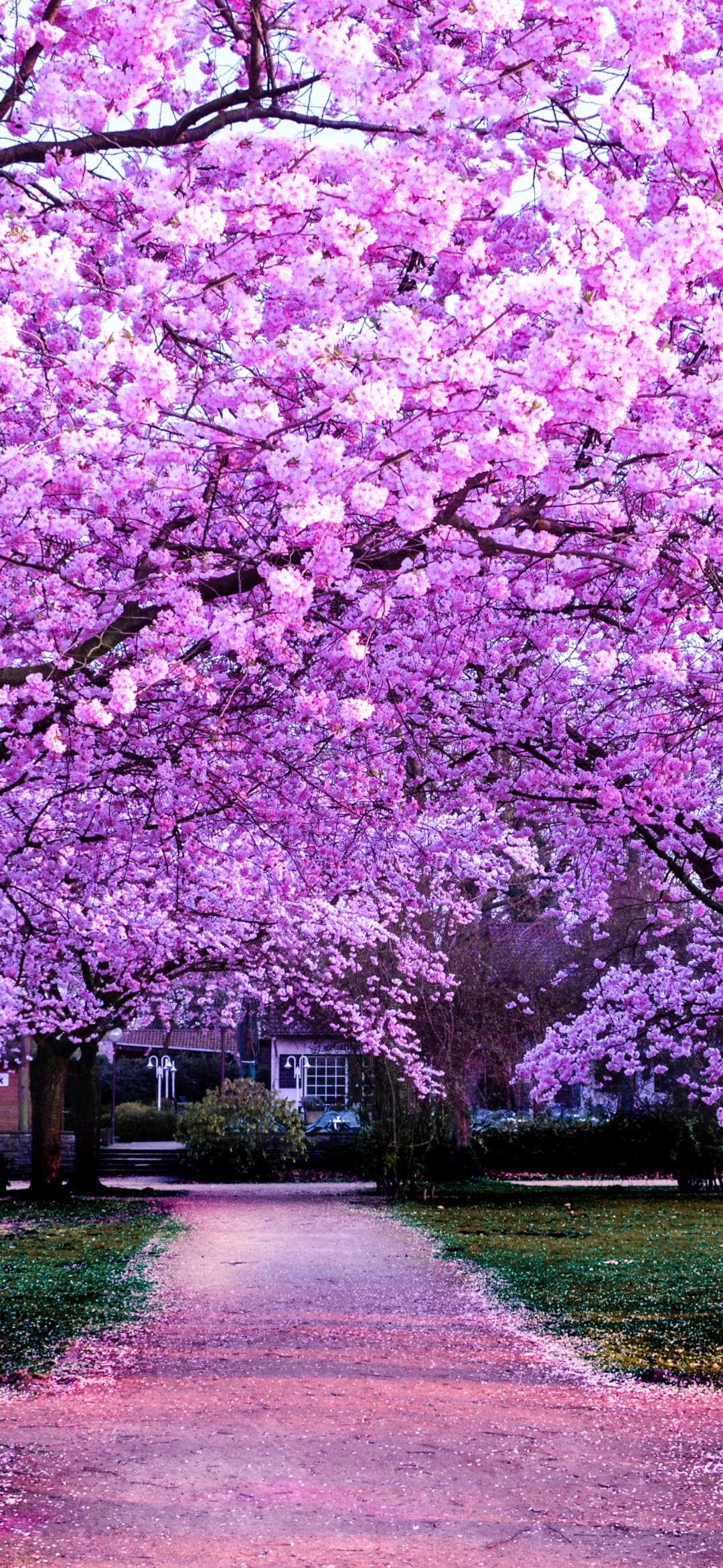 DC Cherry Blossoms Without the Crowds: 10 Hidden Spots Locals Actually Go