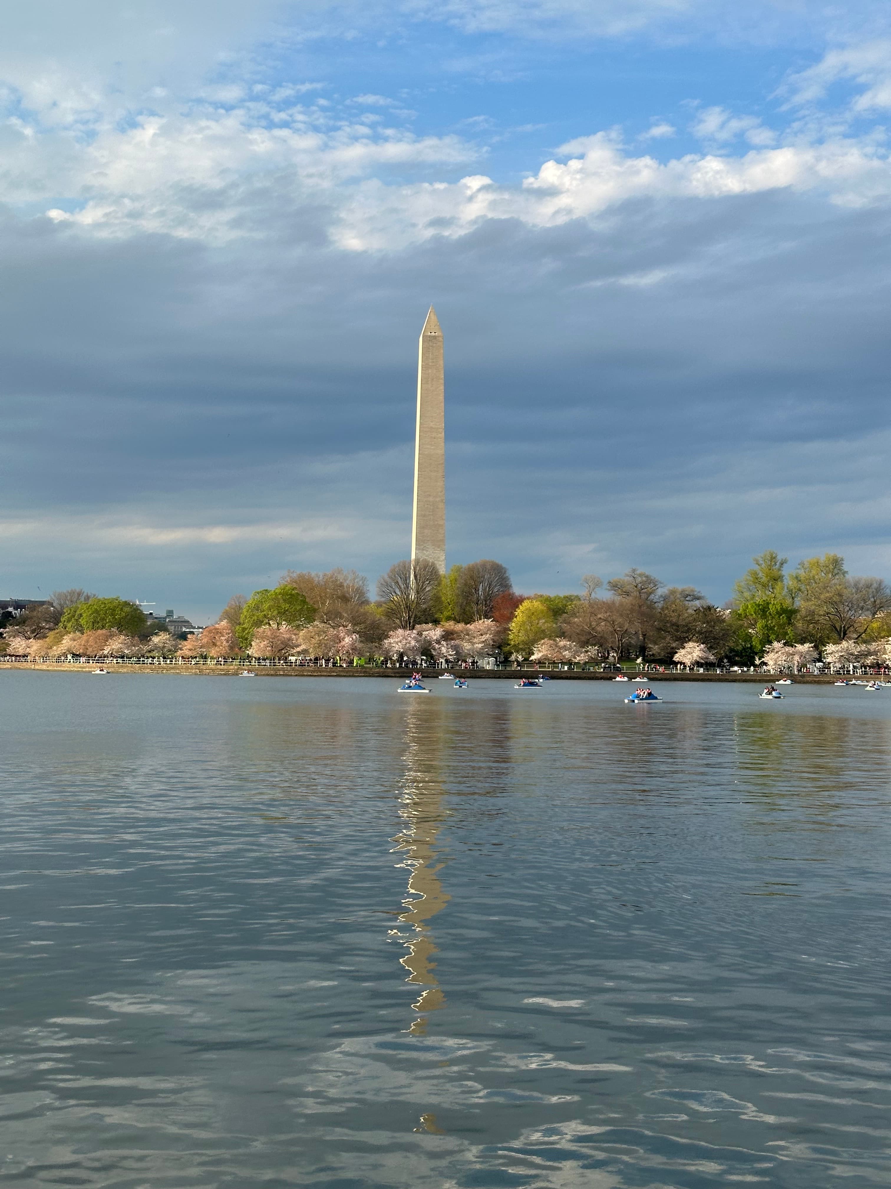 DC Cherry Blossoms 2026: The Complete Guide for Out-of-State Visitors (Including the Parking Truth Nobody Tells You)